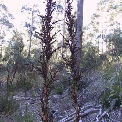 Gahnia sieberiana