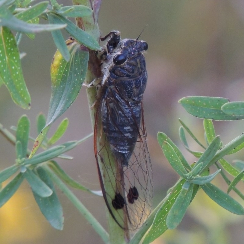 Galanga labeculata