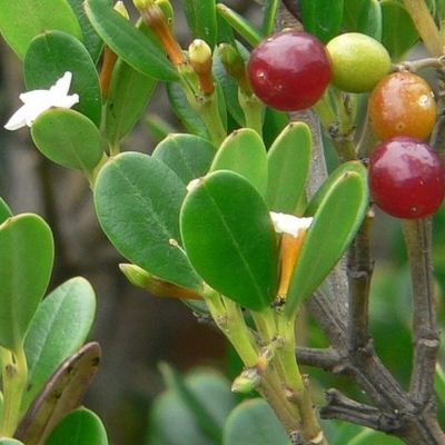 Alyxia buxifolia