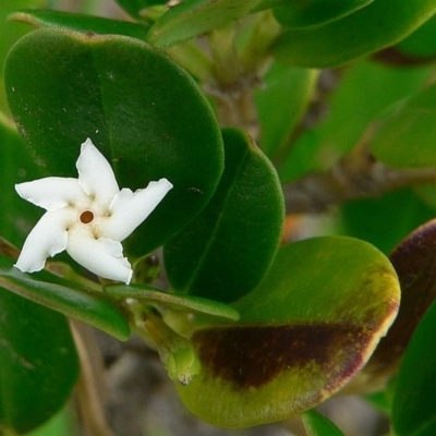 Alyxia buxifolia