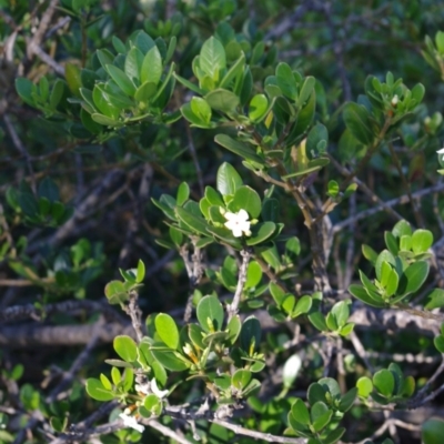 Alyxia buxifolia