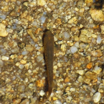 Galaxias sp. (genus)