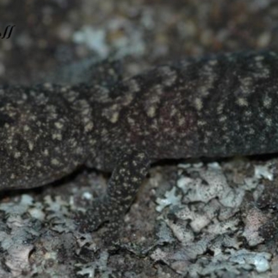 Amalosia lesueurii