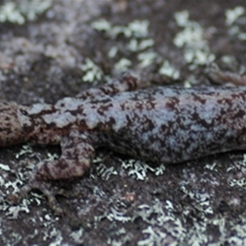 Amalosia lesueurii