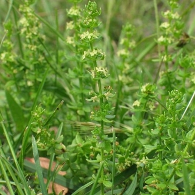 Galium ciliare