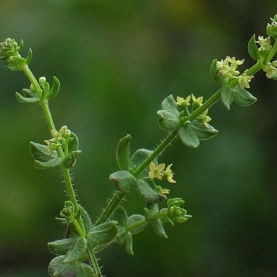 Galium ciliare