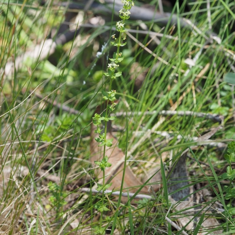 Galium ciliare subsp. ciliare