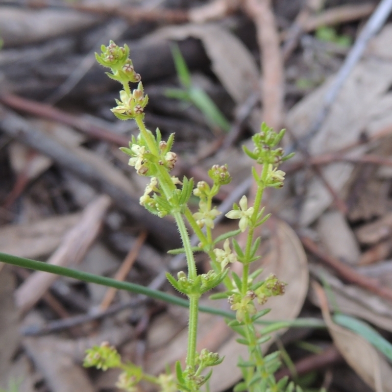 Galium gaudichaudii