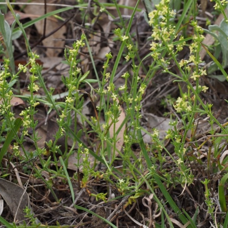 Galium gaudichaudii subsp. gaudichaudii