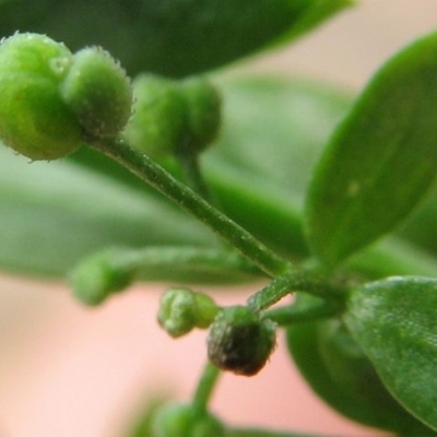 Galium leiocarpum