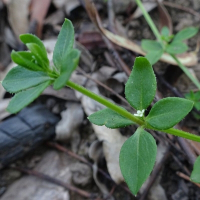 Galium liratum