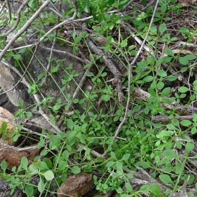 Galium liratum