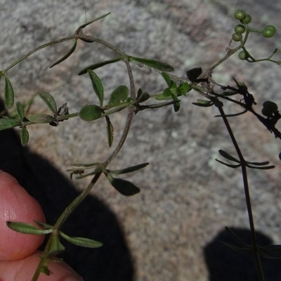 Galium palustre