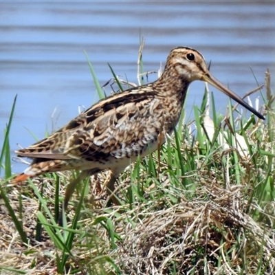 Gallinago hardwickii