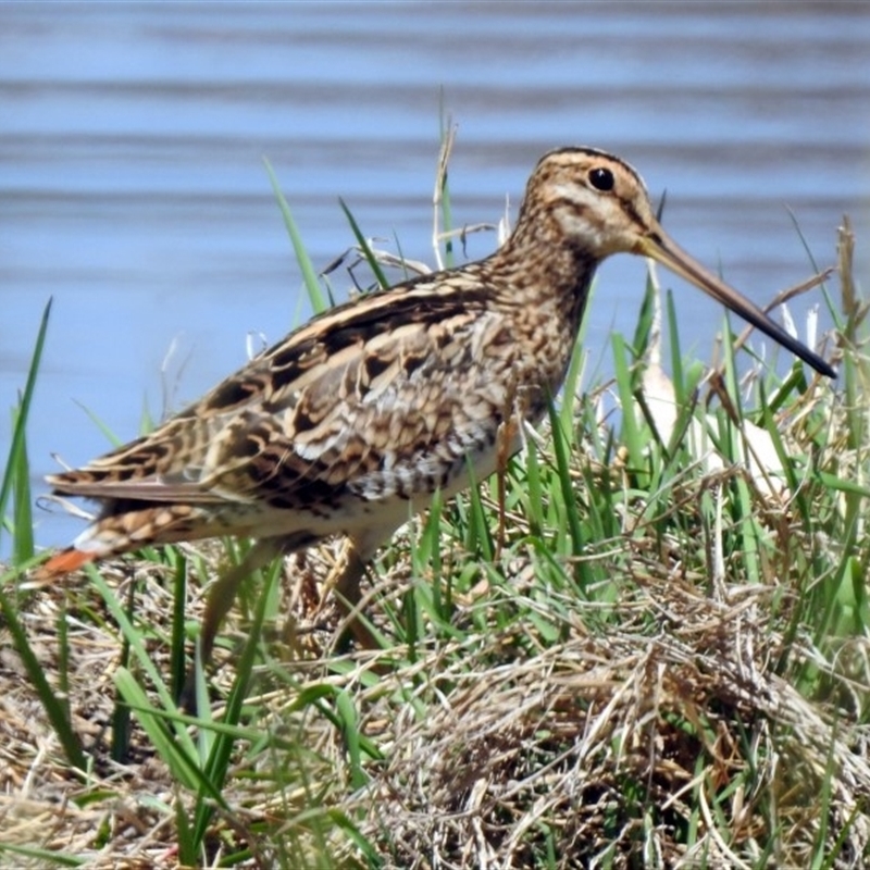 Gallinago hardwickii