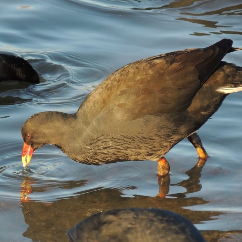 Gallinula tenebrosa