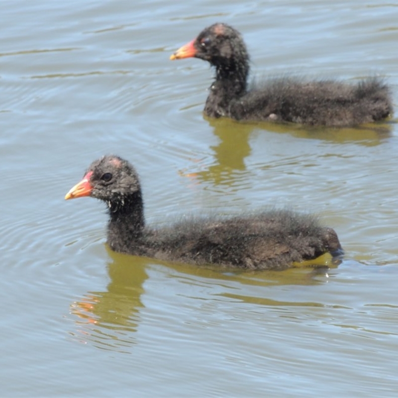 Gallinula tenebrosa