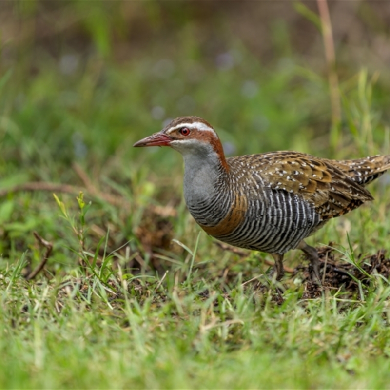 Gallirallus philippensis