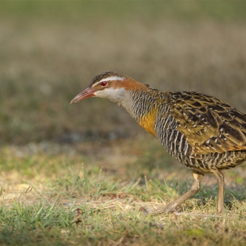 Gallirallus philippensis