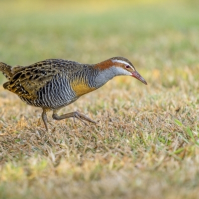 Gallirallus philippensis