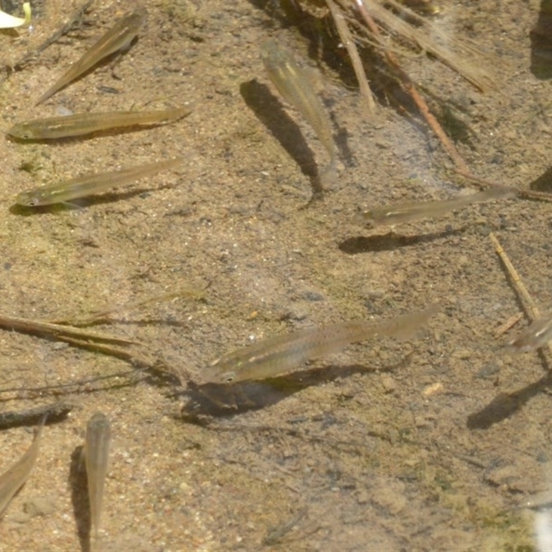 Gambusia holbrooki