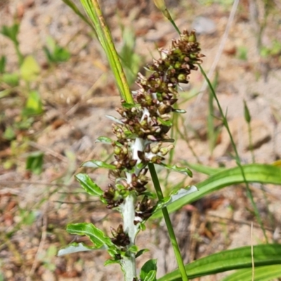 Gamochaeta purpurea