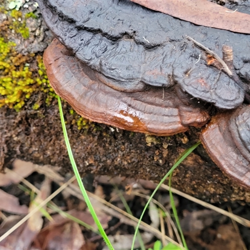 Ganoderma