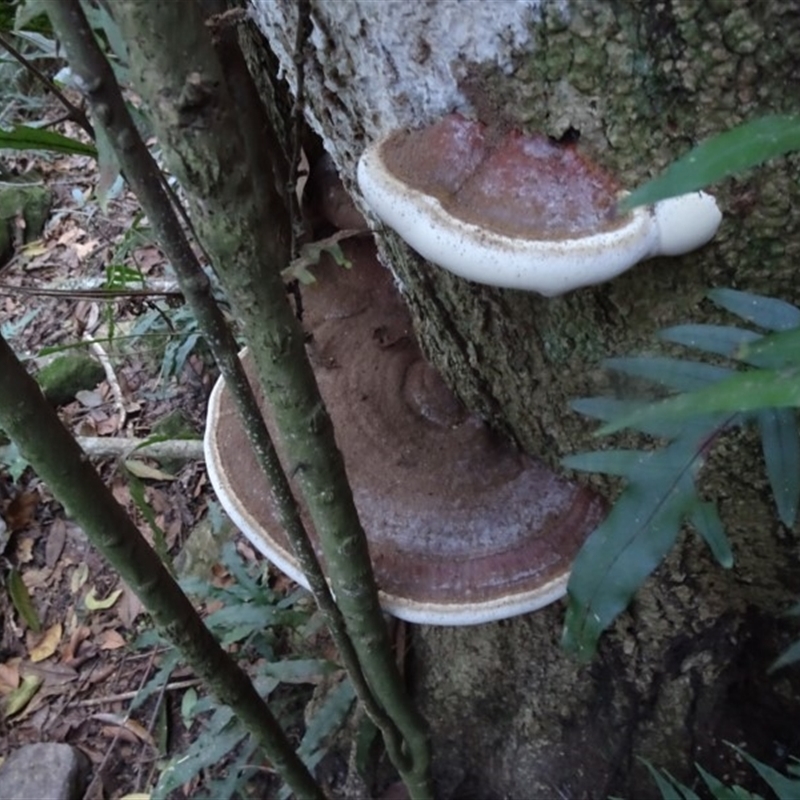 Ganoderma sp.