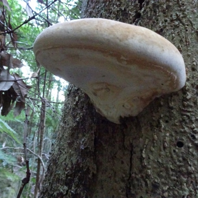 Ganoderma sp.