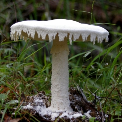 Amanita farinacea