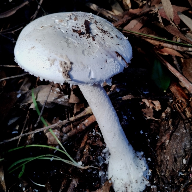 Amanita farinacea