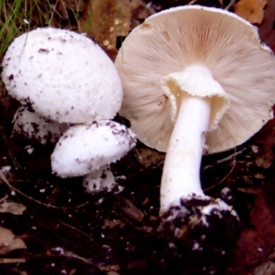 Amanita farinacea