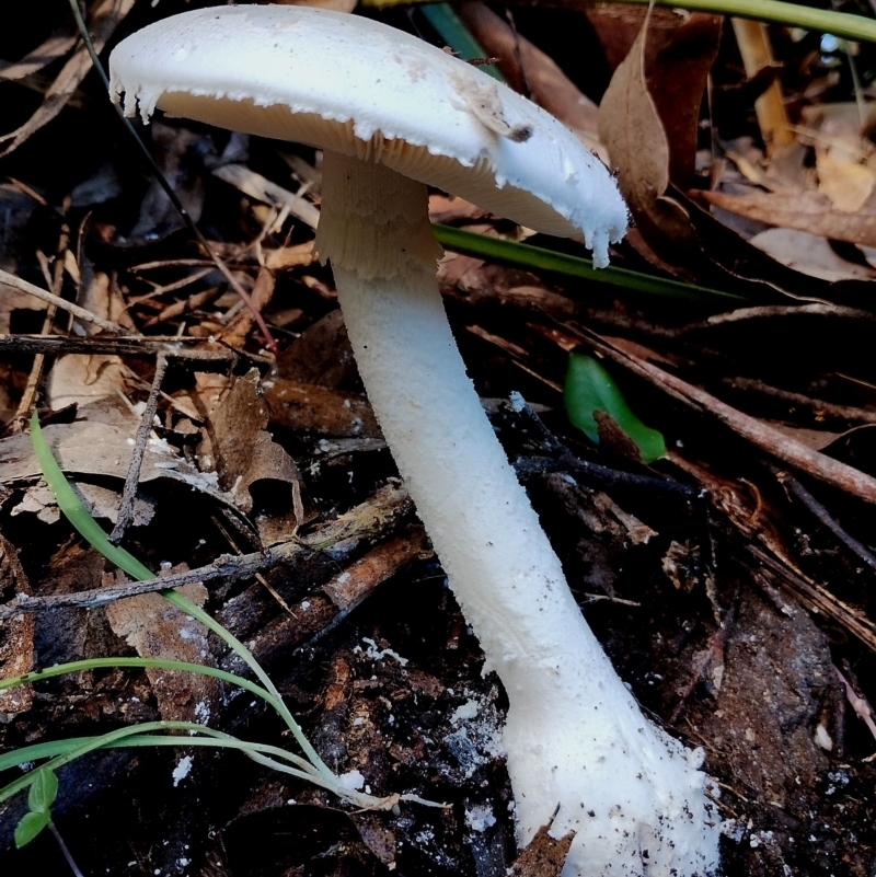 Amanita farinacea