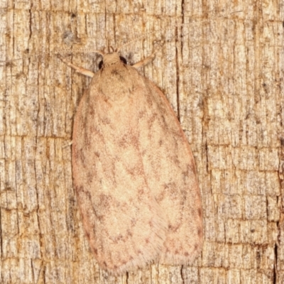 Garrha repandula