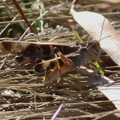 Fifth instar nymph