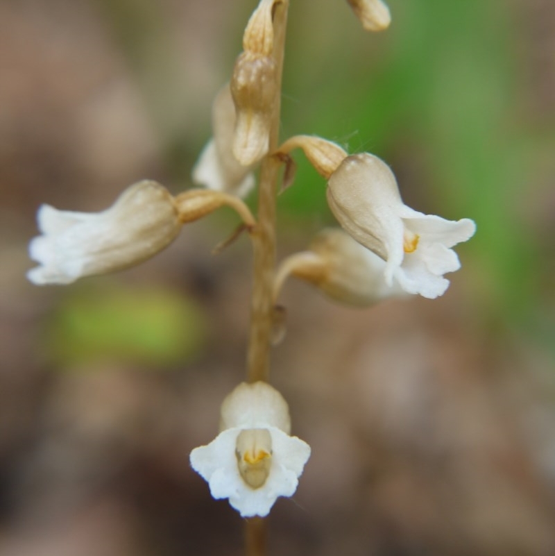 Gastrodia procera