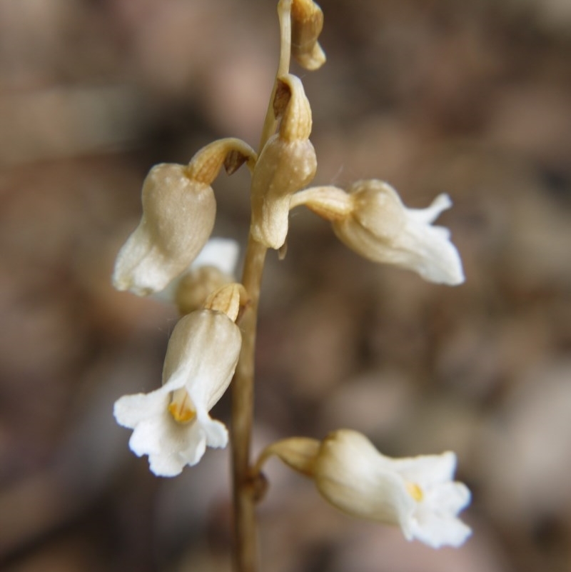 Gastrodia procera