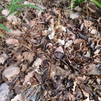 Gastrodia procera