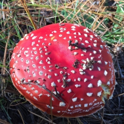 Amanita muscaria