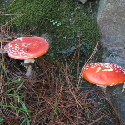 Amanita muscaria