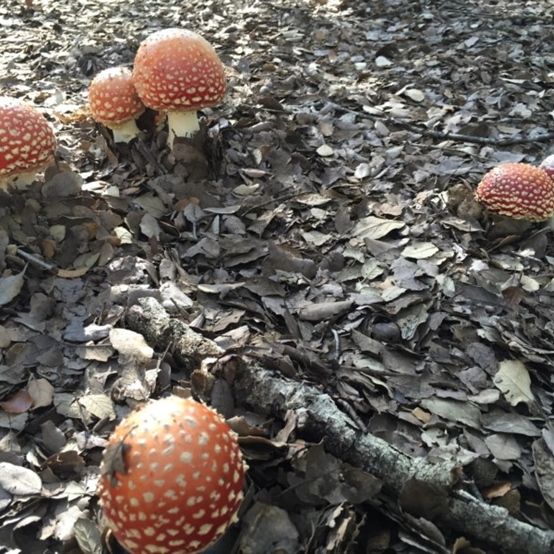 Amanita muscaria