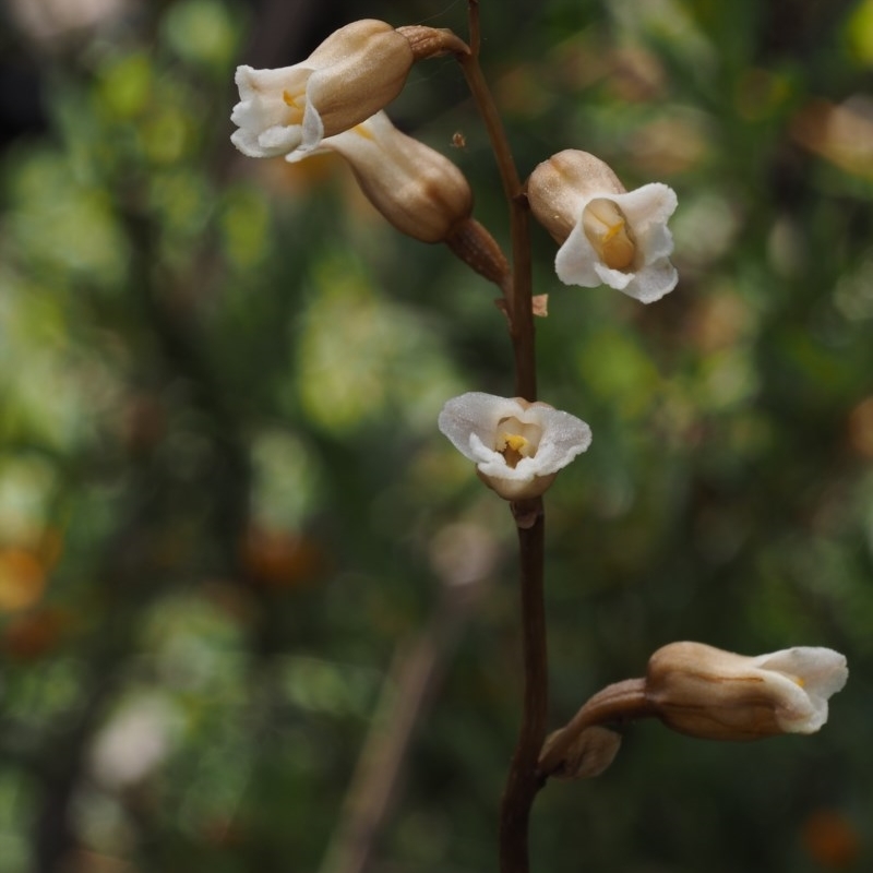 Gastrodia surcula