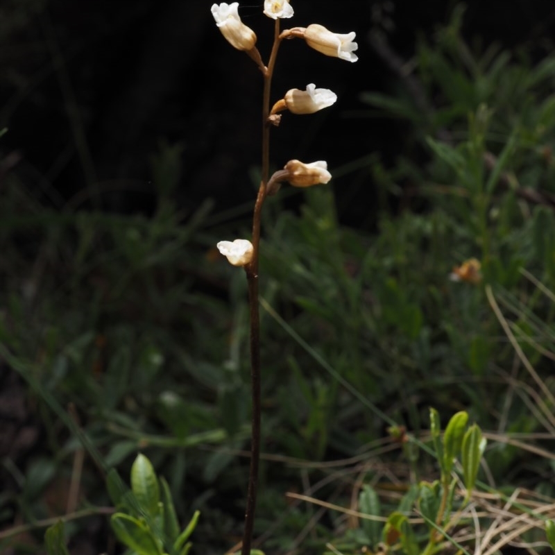 Gastrodia surcula