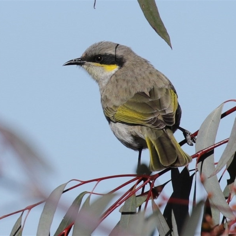 Gavicalis virescens