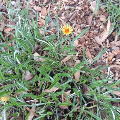 Gazania rigens