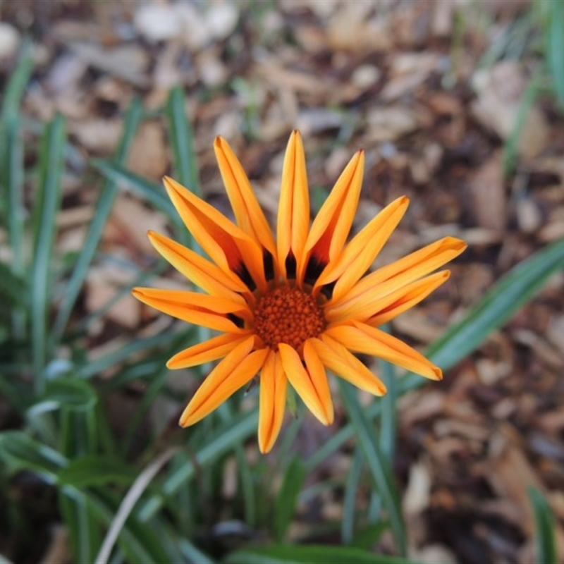 Gazania rigens