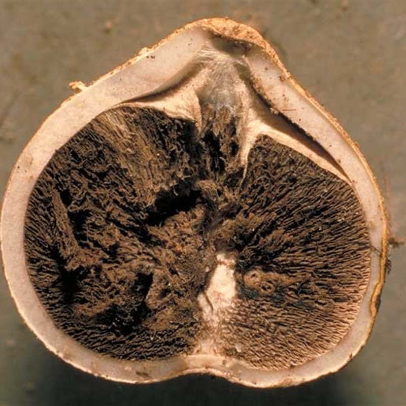 Geastrum sp. (genus)