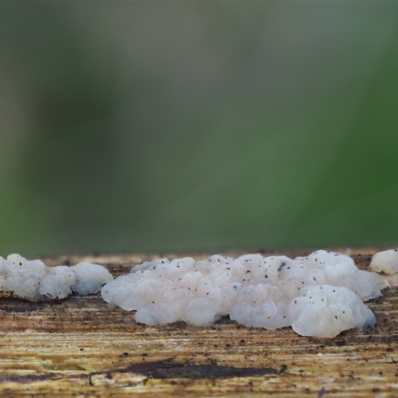 Gelatinous, on wood – genus uncertain