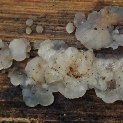 Gelatinous, on wood – genus uncertain