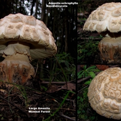 Amanita ochrophylla group